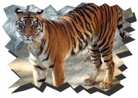 Bengal Tiger